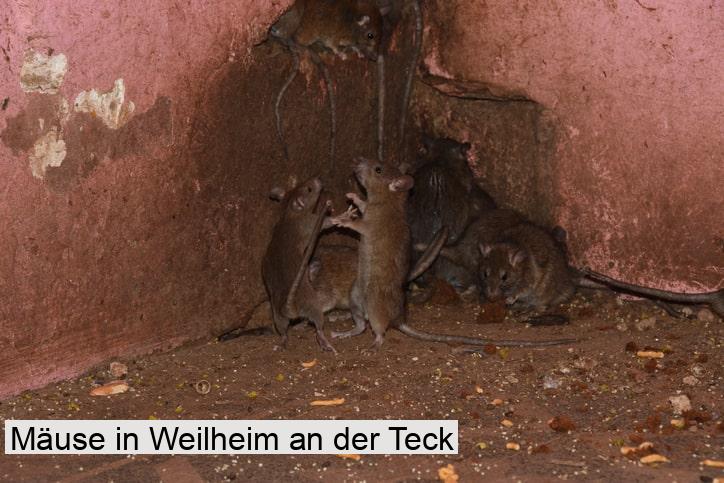 Mäuse in Weilheim an der Teck